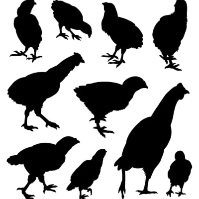 Chicken Silhouettes Collection CNC DXF SVG Free Download CNC laser cut design